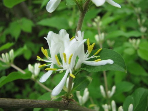 Amur Honeysuckle (Lonicera maackii)