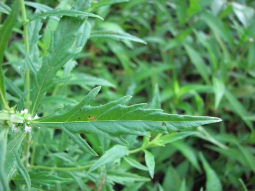 American Bugleweed (Lycopus americanus)