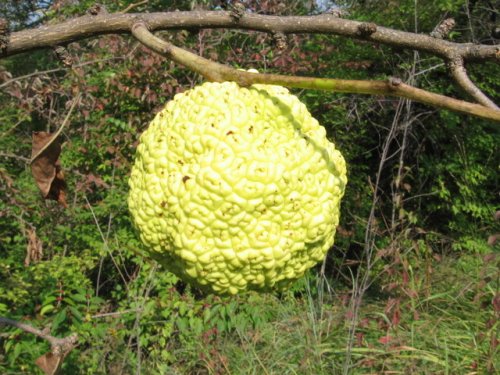 Osage Orange (Maclura pomifera)