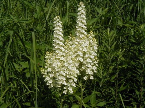 Virginia Bunchflower (Melanthium virginicum)