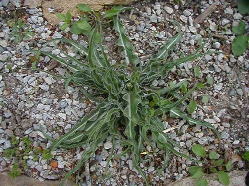 False Dandelion (Microseris cuspidata)