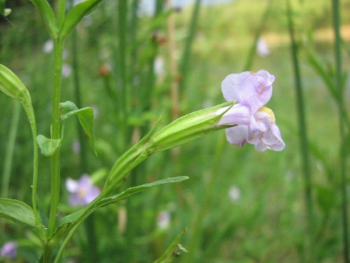 Alleghany Monkeyflower (Mimulus ringens)