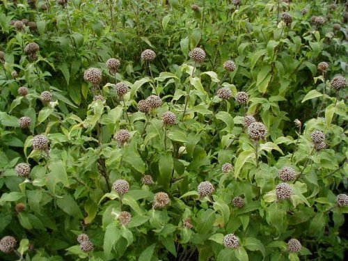 Mint-leaf Beebalm (Monarda fistulosa)