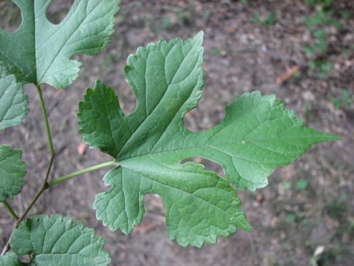White Mulberry (Morus alba)