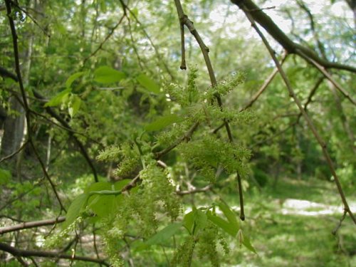 Red Mulberry (Morus rubra)