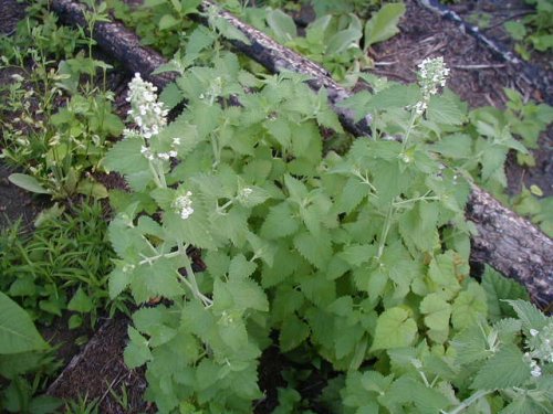 Catnip (Nepeta cataria)