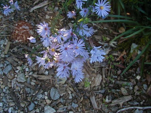 Smooth blue aster (Aster laevis)