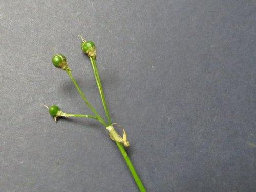 False Garlic (Nothoscordum bivalve)