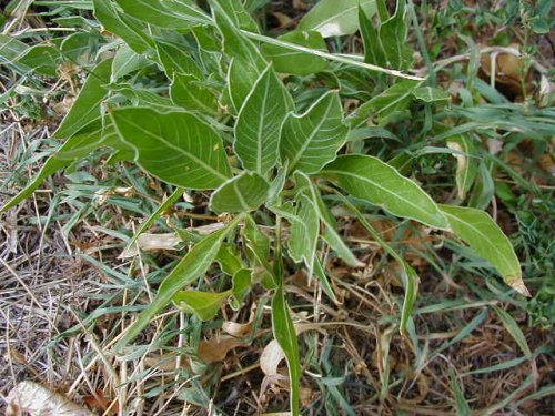 Missouri evening primrose (Oenothera macrocarpa)