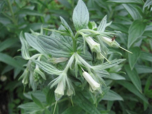 Western Marbleseed (Onosmodium molle)