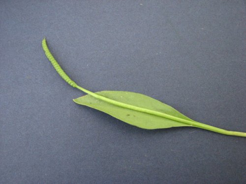 Adders Tongue Fern (Ophioglossum engelmannii)