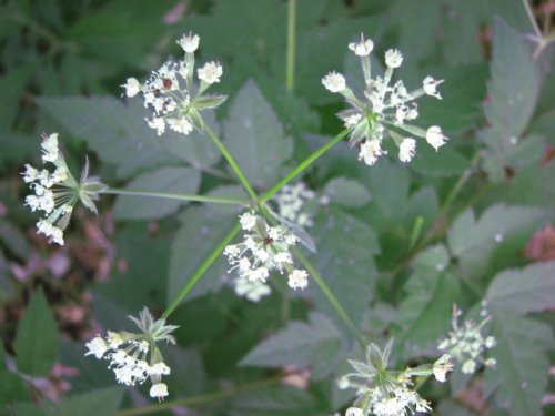 Anise Root (Osmorhiza longistylis)