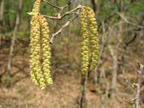 Hop Hornbeam (Ostrya virginiana)