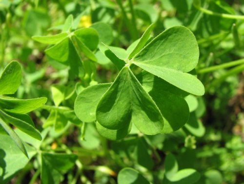 Gray-green Wood Sorrel (Oxalis dillenii)