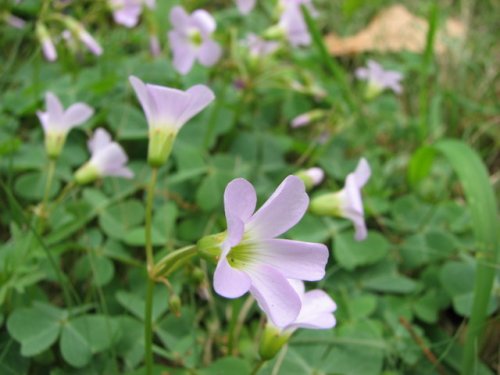 Violet Wood Sorrel (Oxalis violacea)