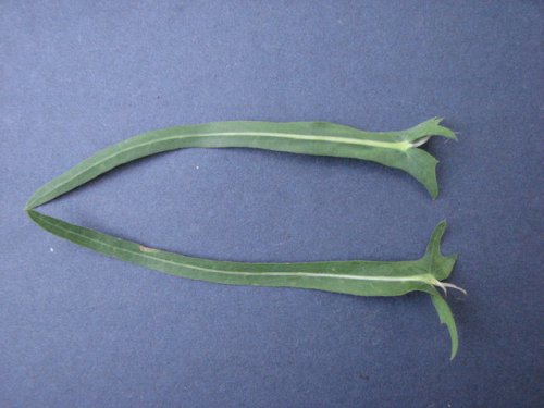 Willow Leafed Lettuce (Lactuca saligna)