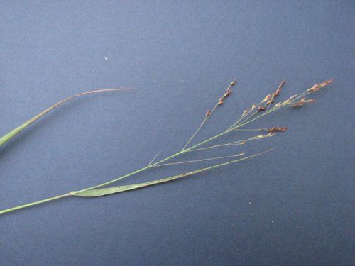 Switchgrass (Panicum virgatum)