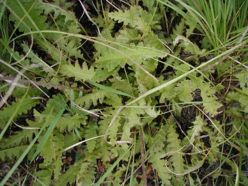 Common Lousewort (Pedicularis canadensis)