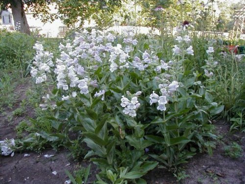Showy Beardtongue (Penstemon cobaea)