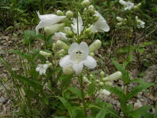 Foxglove Beardtongue (Penstemon digitalis)