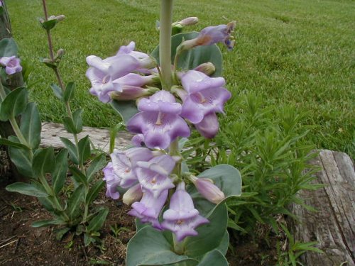 Large-flower beardtongue (Penstemon grandiflorus)