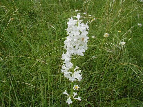 Tube Beardtongue (Penstemon tubiflorus)