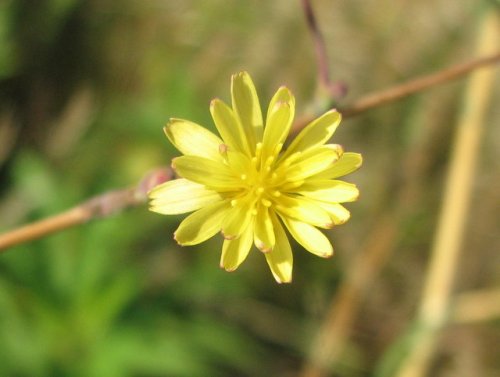 Prickly Lettuce (Lactuca serriola)