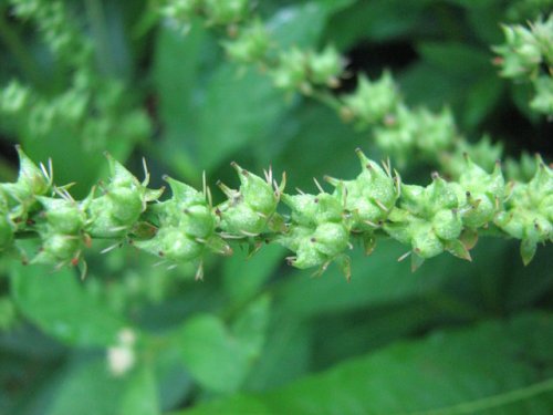 Ditch Stonecrop (Penthorum sedoides)