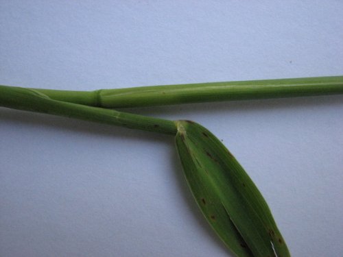 Reed Canary Grass (Phalaris arundinacea)