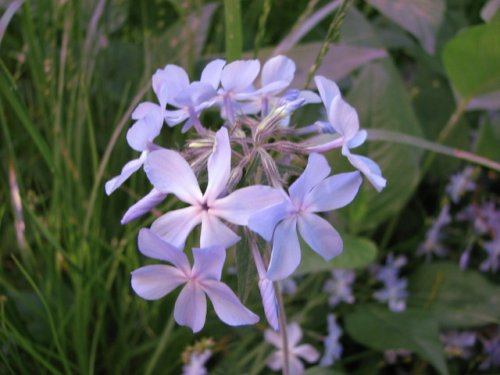 Blue Phlox (Phlox divaricata)