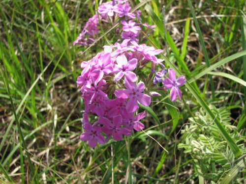 Prairie Phlox (Phlox pilosa)