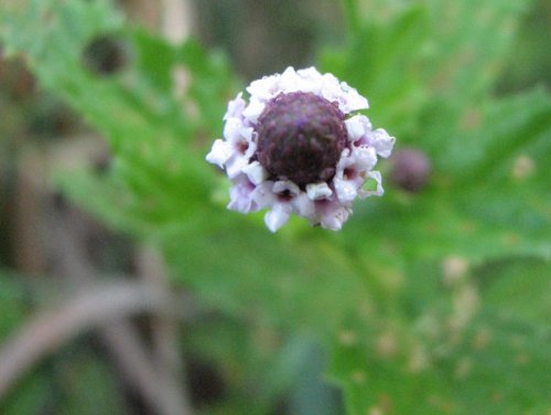 Lanceleaf Fogfruit (Phyla lanceolata)