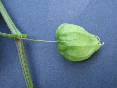 Long Leaf Ground Cherry (Physalis longifolia)