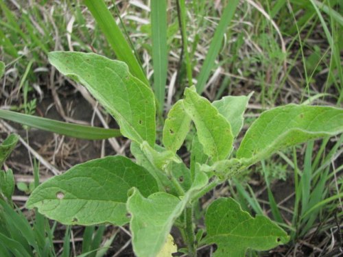 Prairie Ground Cherry (Physalis pumila)