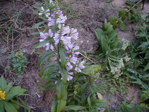 Obedient Plant (Physostegia virginiana)