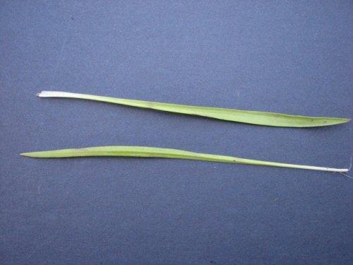 Largebracted Plantain (Plantago aristata)