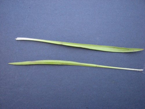 Largebracted Plantain (Plantago aristata)