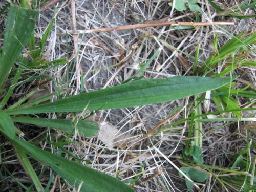 English Plantain (Plantago lanceolata)