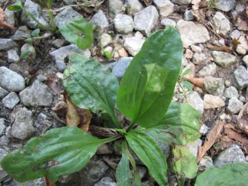 Blackseed Plantain (Plantago rugelii)