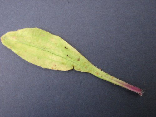 Plain-seeded Plantain (Plantago virginica)