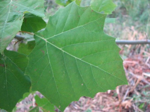 Common Sycamore (Platanus occidentalis)