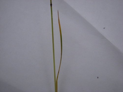 Kentucky Bluegrass (Poa pratensis)