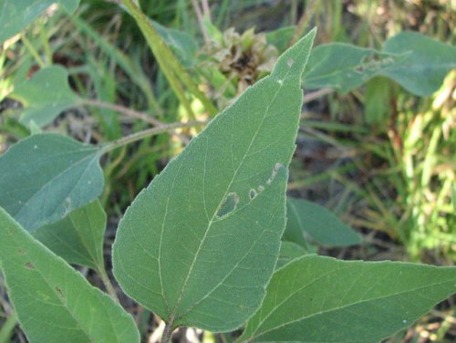 Annual Sunflower (Helianthus annuus)