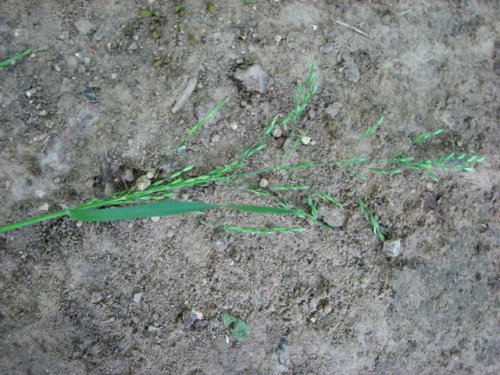 Woodland Bluegrass (Poa sylvestris)