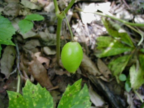 May Apple (Podophyllum peltatum)