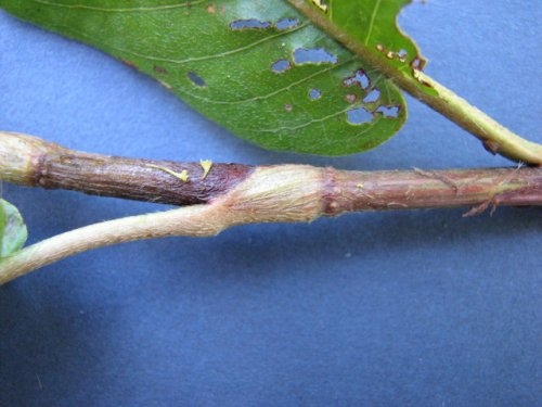 Swamp Smartweed (Persicaria amphibia)