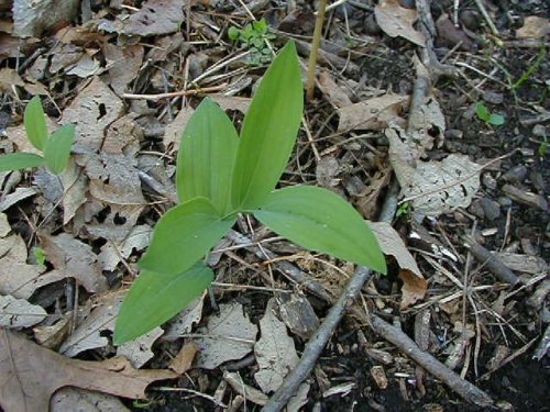 Solomon's Seal (Polygonatum biflorum)