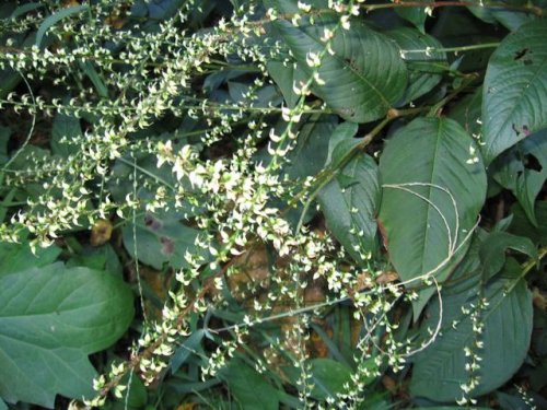 Virginia Knotweed (Polygonum virginianum)