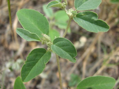 One-seeded Croton (Croton monanthogynus)