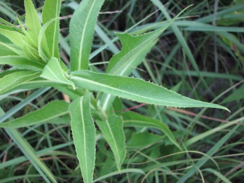 Canada Lettuce (Lactuca canadensis)